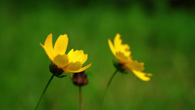 4k小黄花蜜蜂采蜜特写视频