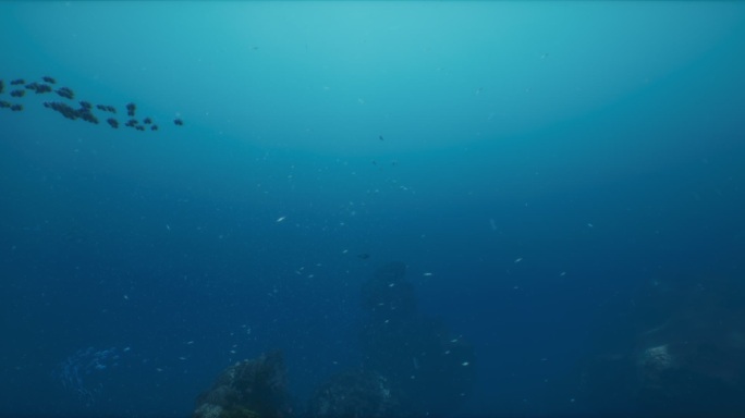 深海鱼群波光海底梦幻