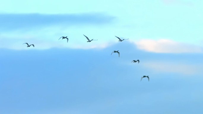 鸟群鸟类飞行