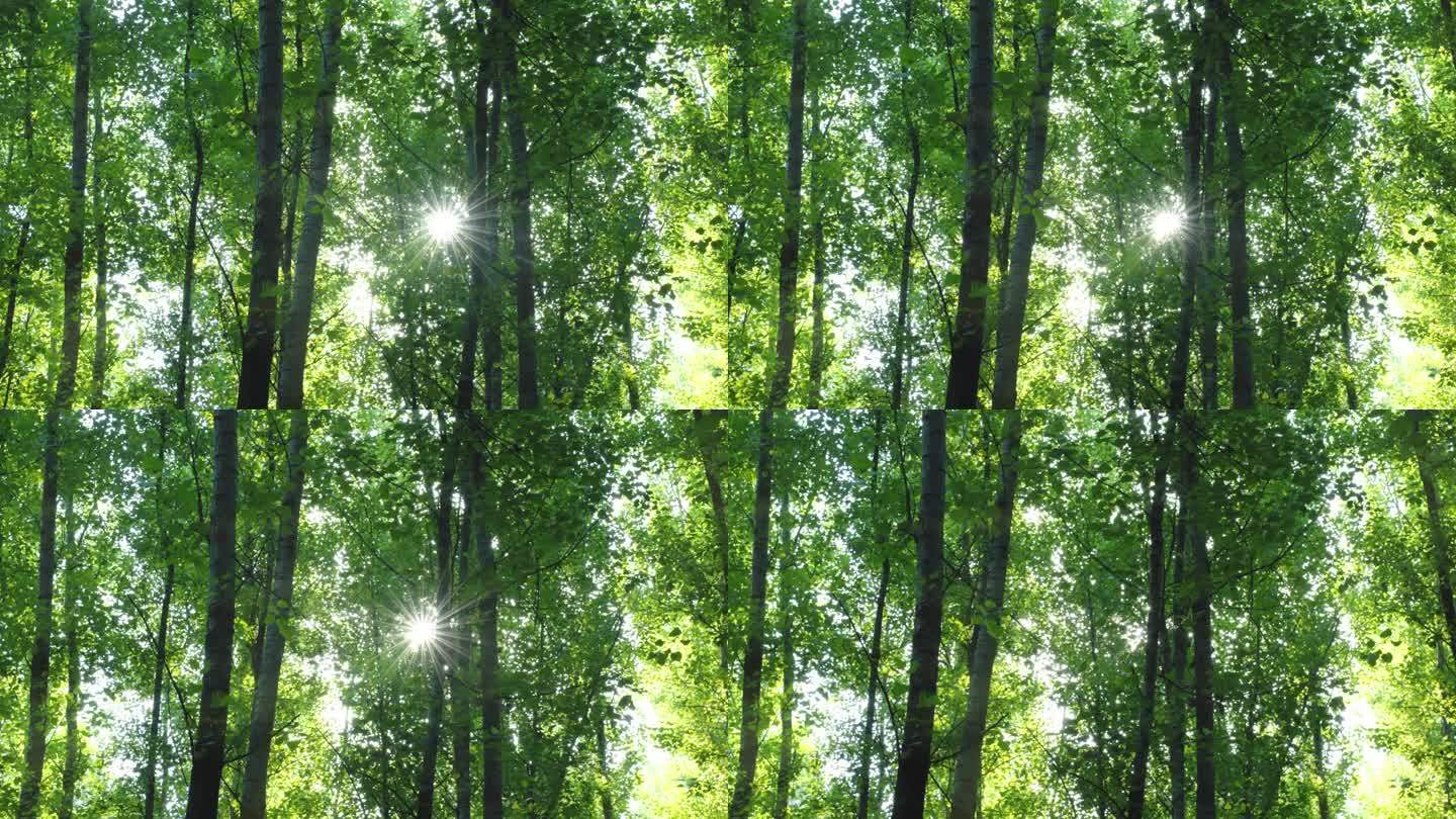 森林树林大自然阳光穿过树梢森林