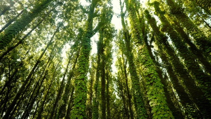 森林树林大自然路野仙踪童话世界童话森林