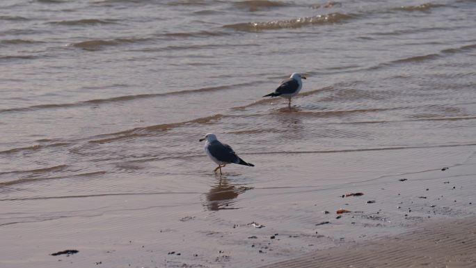 4k海岸边玩耍漫步觅食的海鸥海鸟