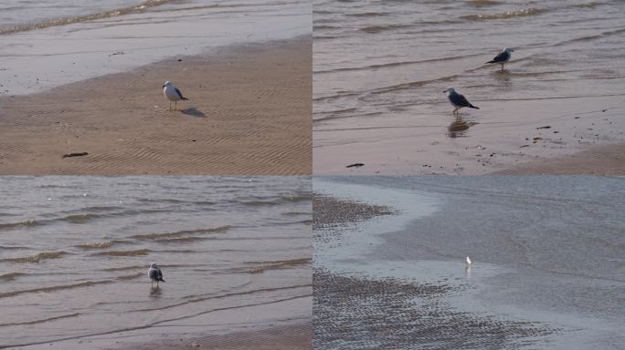 4k海岸边玩耍漫步觅食的海鸥海鸟