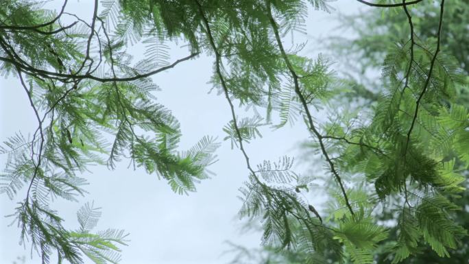 清凉夏日微风吹动树叶