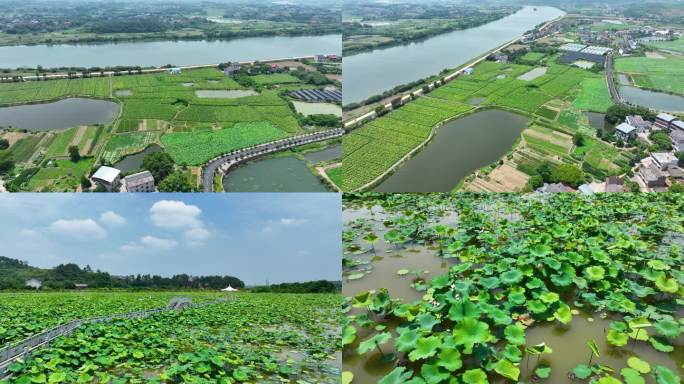 4K衡南县怡海新村荷花池荷花