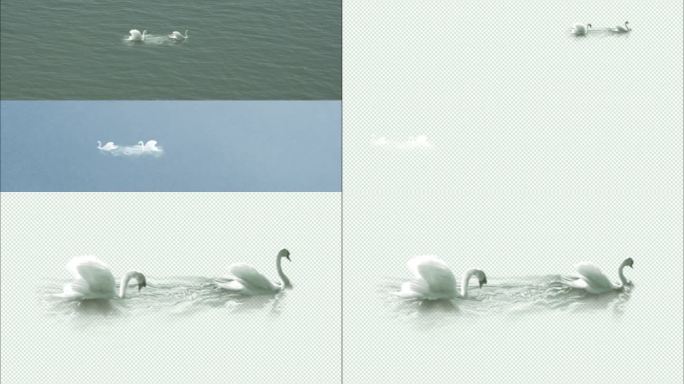 水中白天鹅
