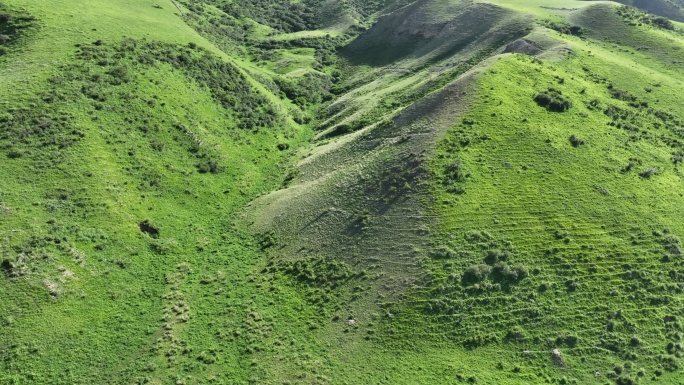 高山草甸