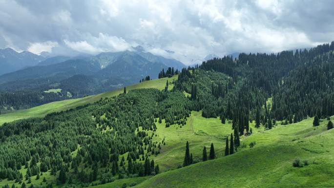 新疆伊犁恰西森林公园