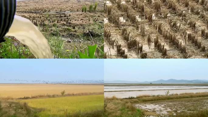 4K农业水利灌溉水稻水渠
