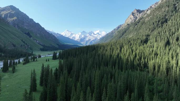 高山森林草原航拍