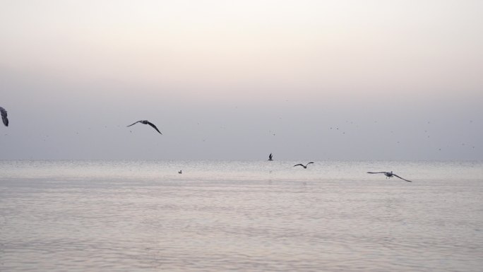 滇池 海鸥