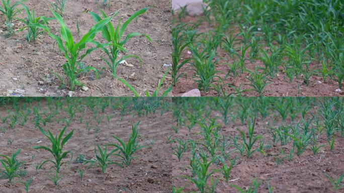 天气干旱  干枯的玉米秧苗