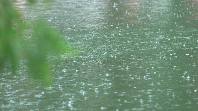 公园雨中美景 荷花 雕塑 松树 雨景