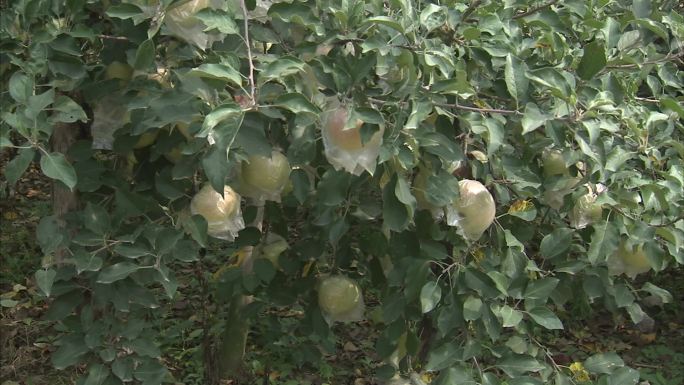 苹果 苹果树 苹果园 苹果套袋