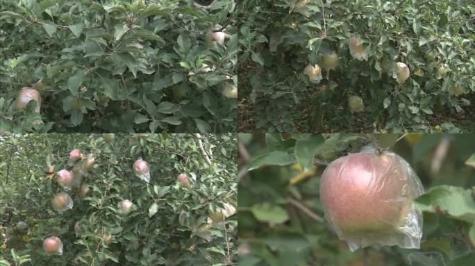 苹果 苹果树 苹果园 苹果套袋