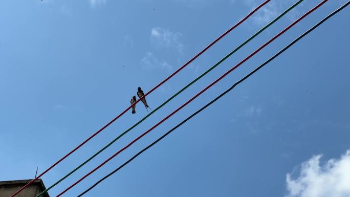 电线杆上的燕子