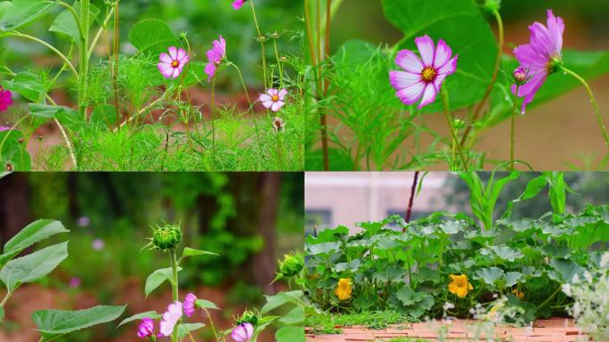 小雨中的花卉农作物特写