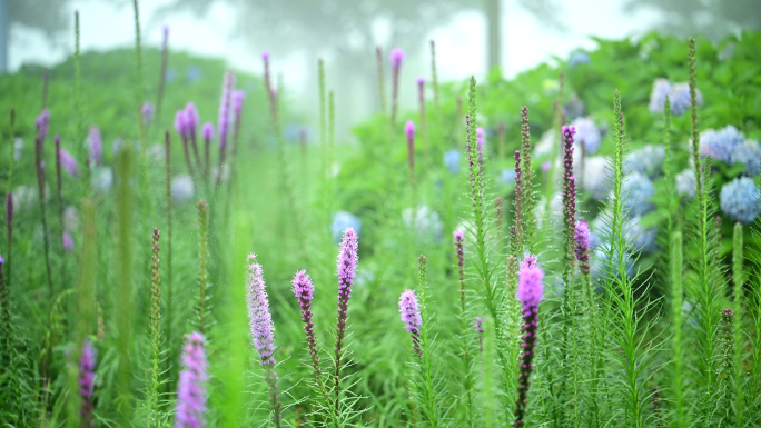 梦幻唯美朦胧花园植物蛇鞭菊开放雨露水滴