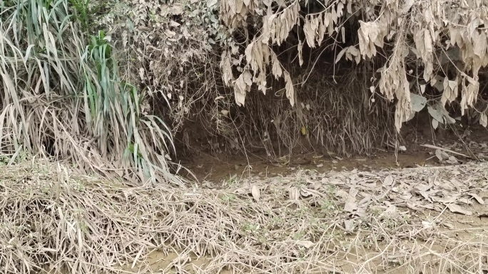 洪流过后的河床地 洪灾浸泡过后的植物地