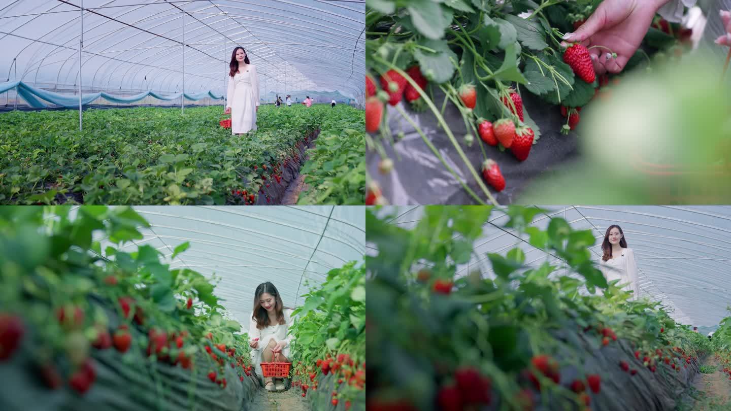女孩美女摘草莓
