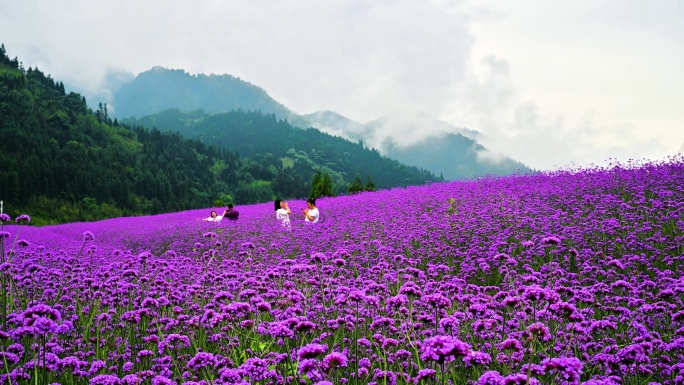 马鞭草花海延时高山花园云雾山间赏花郊游