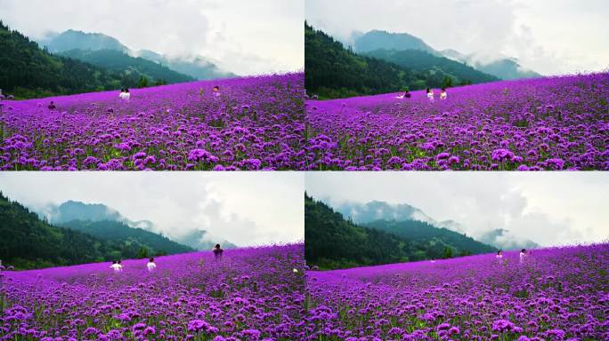 马鞭草花海延时高山花园云雾山间赏花郊游