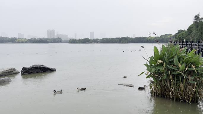 海珠湖急雨中的鸭子们