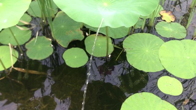 荷叶 水珠 掉落 水中