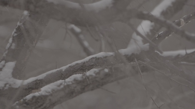 山地树林雪景树枝挂雪