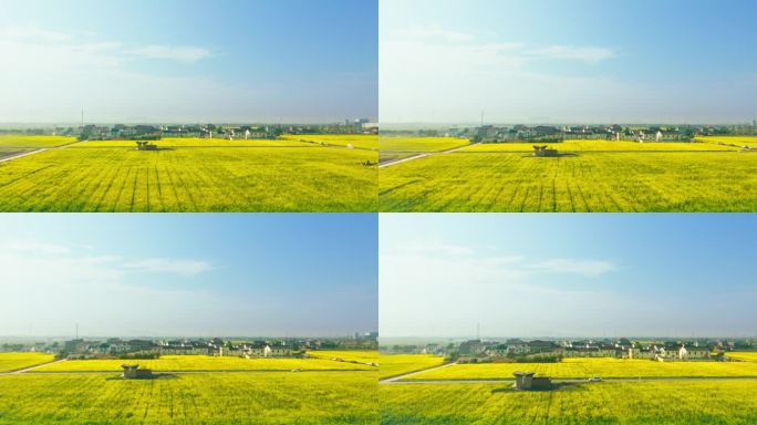 宁波田园九龙湖稻海粮仓油菜花田