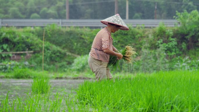 乡村农村人民生活劳动拔秧