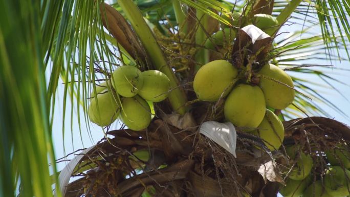 海南三亚椰子树13