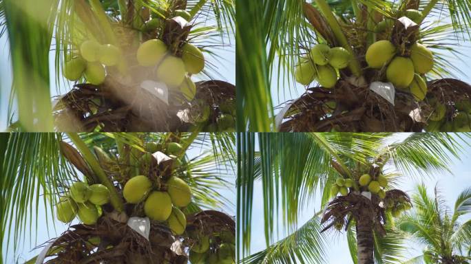 海南三亚椰子树13