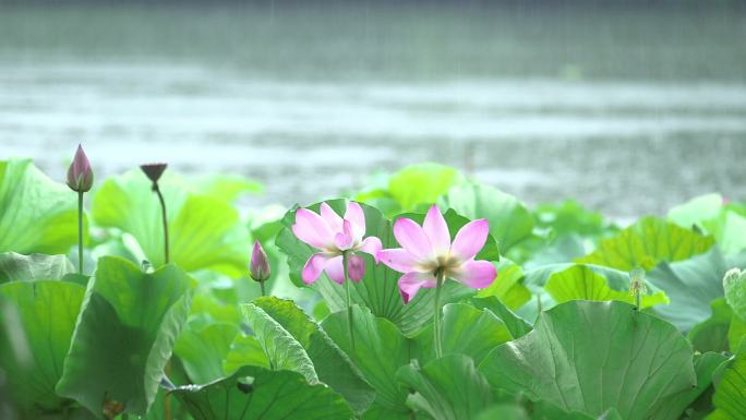 雨中荷花