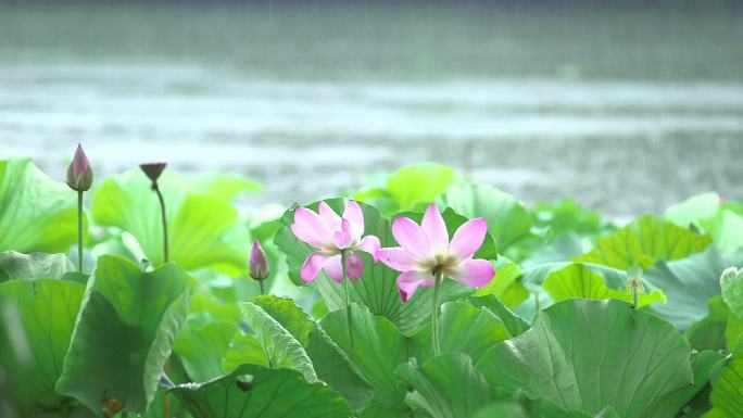 雨中荷花 莲蓬 雨景 藕塘 四面荷花