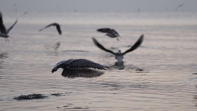 海鸥飞翔 昆明滇池海鸥群