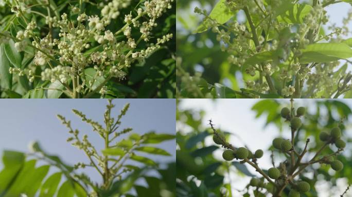 龙眼树开花结幼果