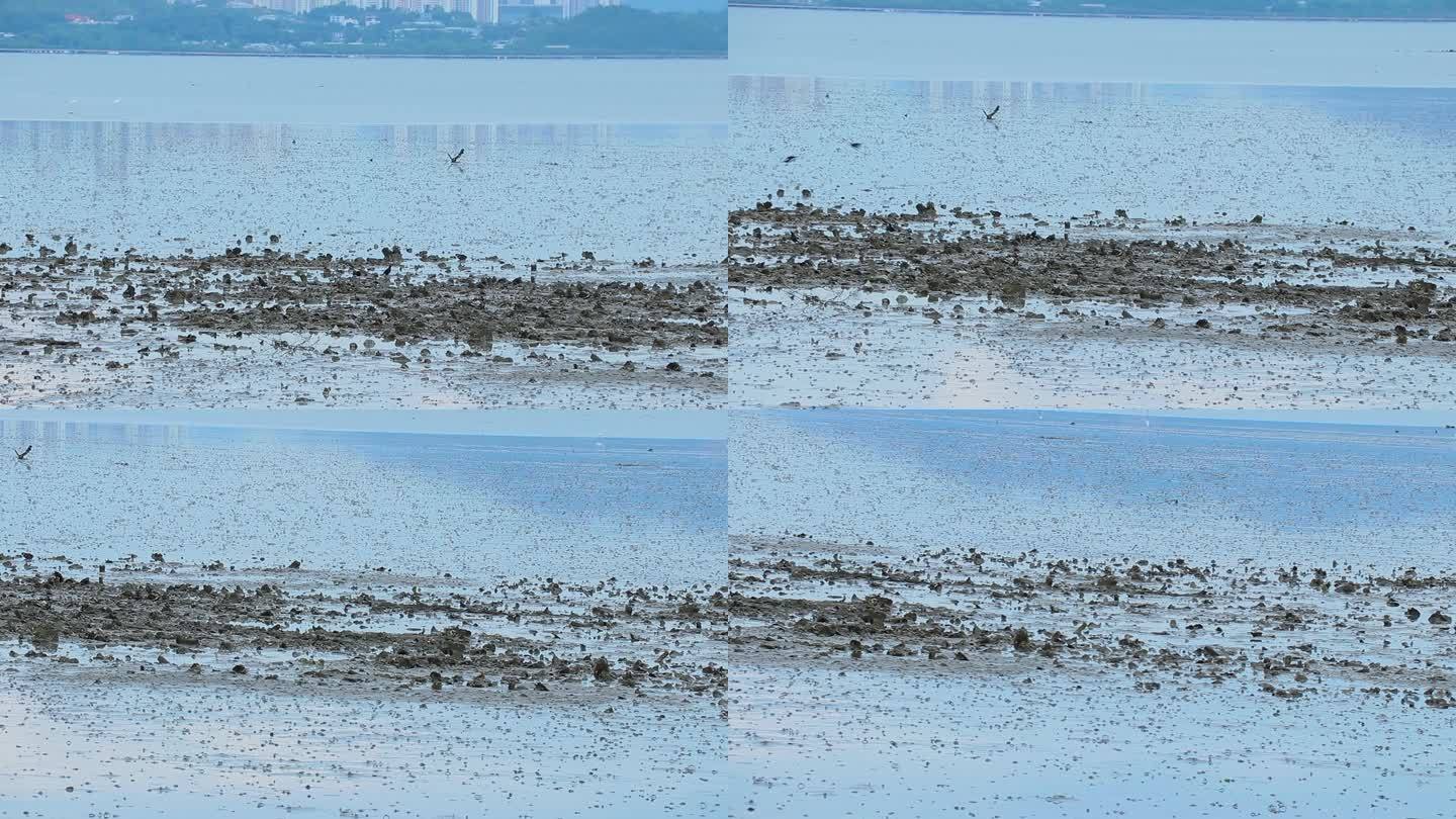 海边泥滩 白斑黑鹀 雀 海边