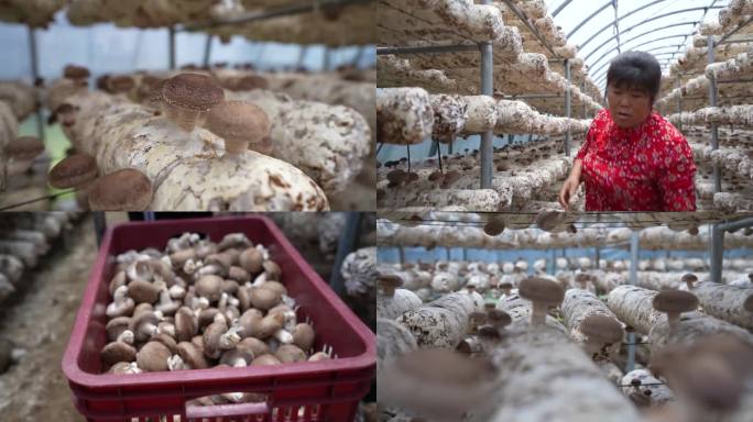 香菇养殖 大棚种植香菇