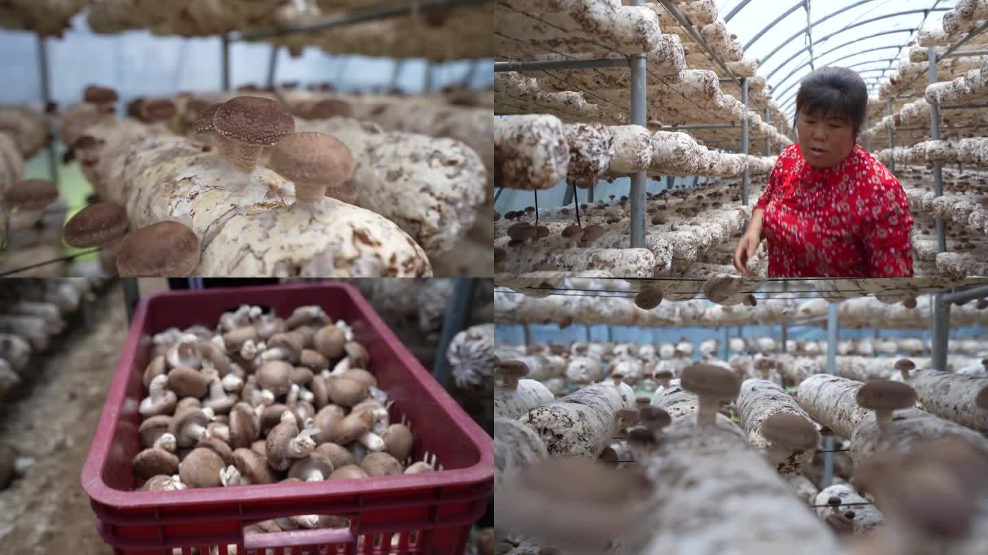 香菇养殖 大棚种植香菇