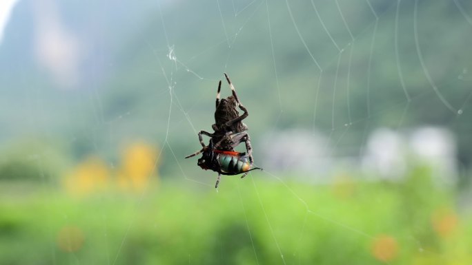 蜘蛛吞食昆虫