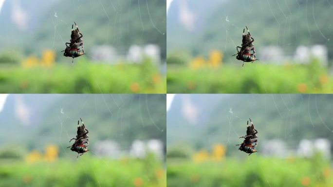 蜘蛛吞食昆虫