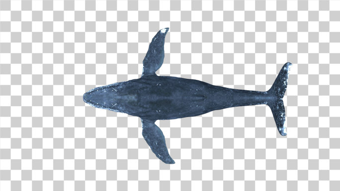 鲸鱼通道