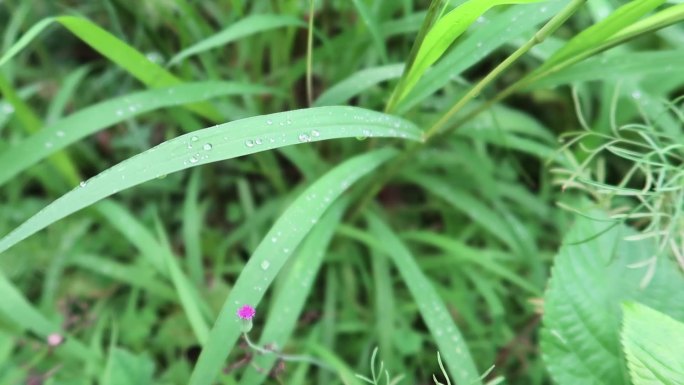 雨后带露珠的狗尾草