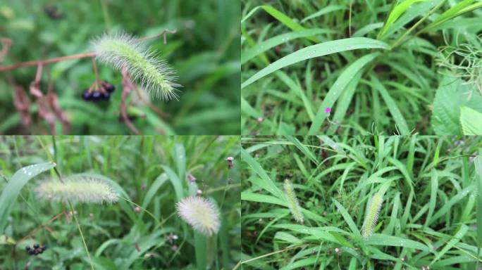 雨后带露珠的狗尾草