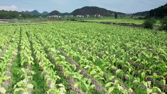 烤烟种植基地航拍