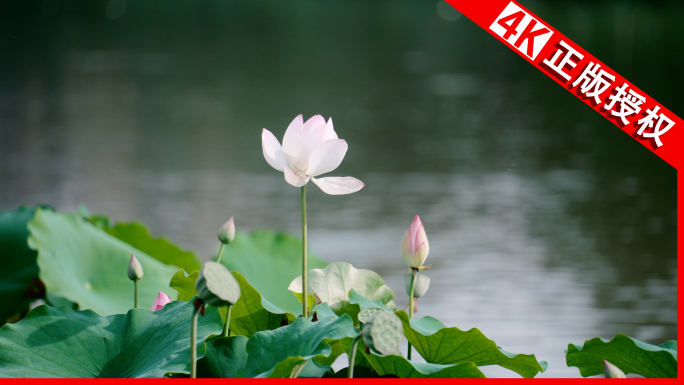 夏天立夏白莲花荷花池塘立夏夏至大暑莲花池