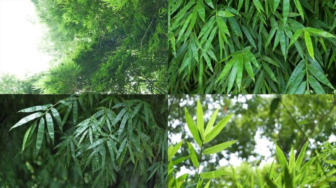 实拍随风飘摇的竹叶