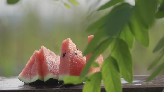 夏天西瓜素材树叶摆动轻轻夏日自由生活意境