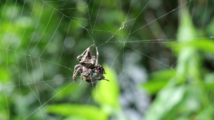 蜘蛛网捕食织网狩猎